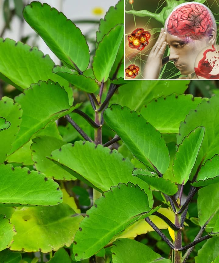 Kalanchoe: 13 Incredible Benefits of the Miracle Leaf Kalanchoe: 13 Incredible Benefits of the Miracle Leaf