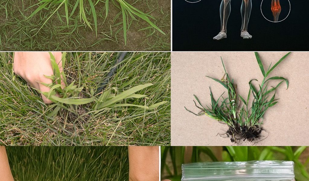 How to Identify Crabgrass How to Identify Crabgrass