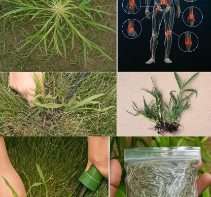 How to Identify Crabgrass