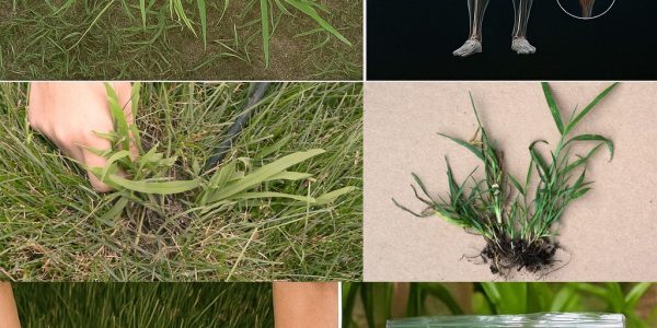 How to Identify Crabgrass