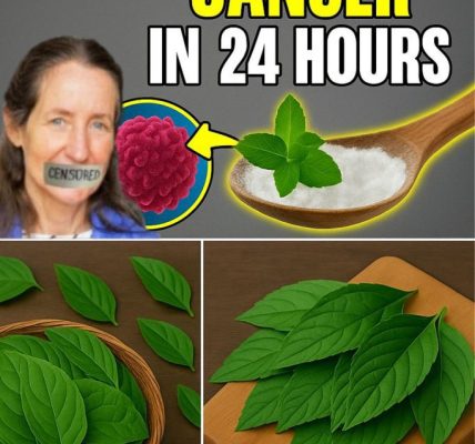 🌿 Nature’s Quiet Weapon: The Hidden Leaf That Could Change Everything About How We Fight Disease 🌿 Nature’s Quiet Weapon: The Hidden Leaf That Could Change Everything About How We Fight Disease