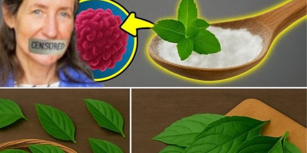 🌿 Nature’s Quiet Weapon: The Hidden Leaf That Could Change Everything About How We Fight Disease 🌿 Nature’s Quiet Weapon: The Hidden Leaf That Could Change Everything About How We Fight Disease