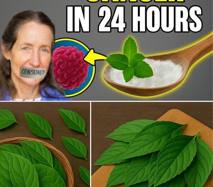 🌿 Nature’s Quiet Weapon: The Hidden Leaf That Could Change Everything About How We Fight Disease 🌿 Nature’s Quiet Weapon: The Hidden Leaf That Could Change Everything About How We Fight Disease