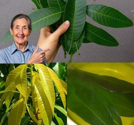 🍃 The Hidden Miracle in Your Backyard: Why Mango Leaves May Be Nature’s Best-Kept Healing Secret 🍃 The Hidden Miracle in Your Backyard: Why Mango Leaves May Be Nature’s Best-Kept Healing Secret