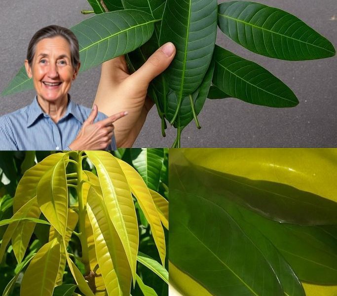š The Hidden Miracle in Your Backyard: Why Mango Leaves May Be Natureās Best-Kept Healing Secret š The Hidden Miracle in Your Backyard: Why Mango Leaves May Be Natureās Best-Kept Healing Secret