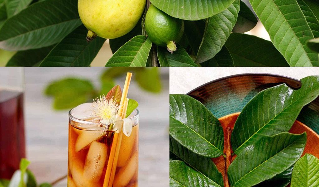 10 Everyday Ways to Use Guava Leaves in Your Home 10 Everyday Ways to Use Guava Leaves in Your Home