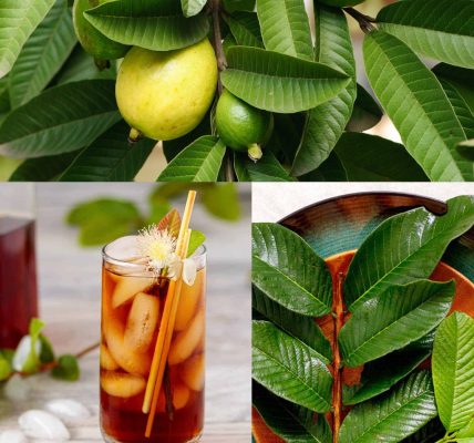 10 Everyday Ways to Use Guava Leaves in Your Home 10 Everyday Ways to Use Guava Leaves in Your Home
