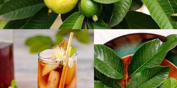 10 Everyday Ways to Use Guava Leaves in Your Home