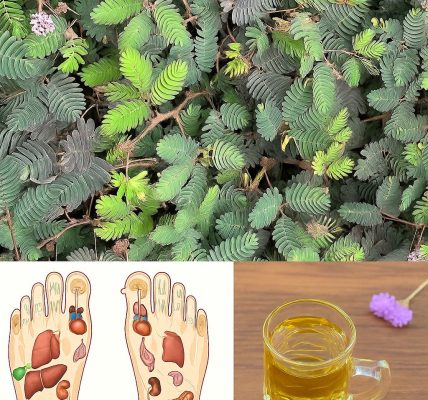🌿✨ Unveil the Hidden Gut-Cleansing Secrets of Mimosa Pudica—Nature’s Digestive Miracle! 🍃🔍 🌿✨ Unveil the Hidden Gut-Cleansing Secrets of Mimosa Pudica—Nature’s Digestive Miracle! 🍃🔍