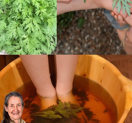 The Surprising Benefits of Using Mugwort for Foot Soaks and Applications The Surprising Benefits of Using Mugwort for Foot Soaks and Applications