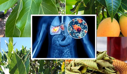 🌿 Shocking Healing Power Unveiled: Four Medicinal Leaves That Will Revolutionize Your Health Naturally! 🌿 Shocking Healing Power Unveiled: Four Medicinal Leaves That Will Revolutionize Your Health Naturally!