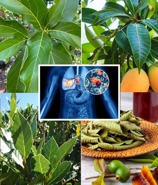 🌿 Shocking Healing Power Unveiled: Four Medicinal Leaves That Will Revolutionize Your Health Naturally!