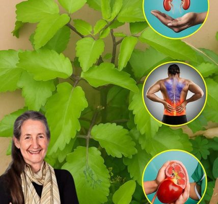 Unveiling the Forbidden Secrets of Bryophyllum Calycinum: Nature’s Hidden Miracle Plant!