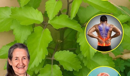 Unveiling the Forbidden Secrets of Bryophyllum Calycinum: Nature’s Hidden Miracle Plant!