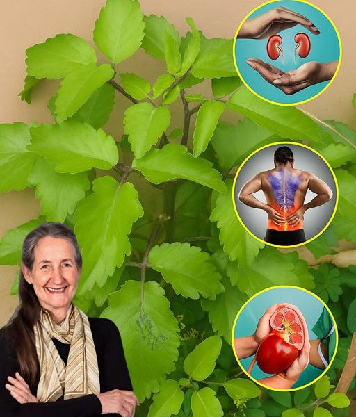 Unveiling the Forbidden Secrets of Bryophyllum Calycinum: Nature’s Hidden Miracle Plant! Unveiling the Forbidden Secrets of Bryophyllum Calycinum: Nature’s Hidden Miracle Plant!
