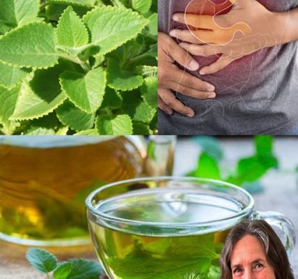 7 Amazing Benefits of Oregano: A Must-Have Herb for Your Home 7 Amazing Benefits of Oregano: A Must-Have Herb for Your Home