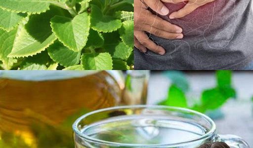 7 Amazing Benefits of Oregano: A Must-Have Herb for Your Home 7 Amazing Benefits of Oregano: A Must-Have Herb for Your Home