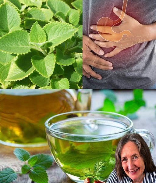 7 Amazing Benefits of Oregano: A Must-Have Herb for Your Home 7 Amazing Benefits of Oregano: A Must-Have Herb for Your Home