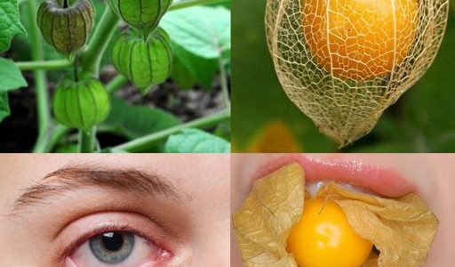 One Leaf Worth Its Weight in Gold: Unlock the Astonishing Health Secrets of Canapum Physalis! One Leaf Worth Its Weight in Gold: Unlock the Astonishing Health Secrets of Canapum Physalis!