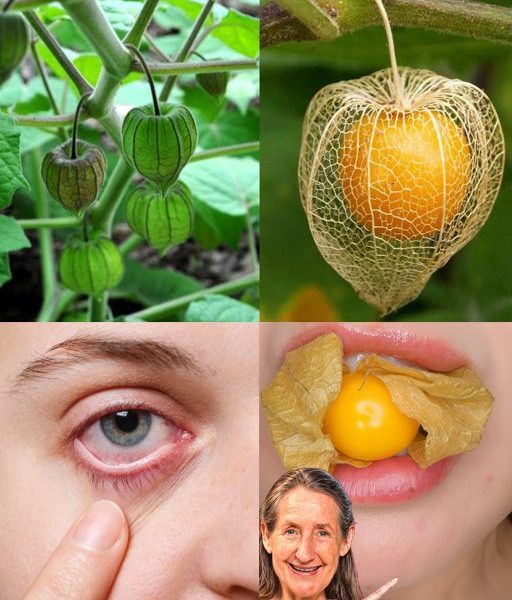One Leaf Worth Its Weight in Gold: Unlock the Astonishing Health Secrets of Canapum Physalis! One Leaf Worth Its Weight in Gold: Unlock the Astonishing Health Secrets of Canapum Physalis!