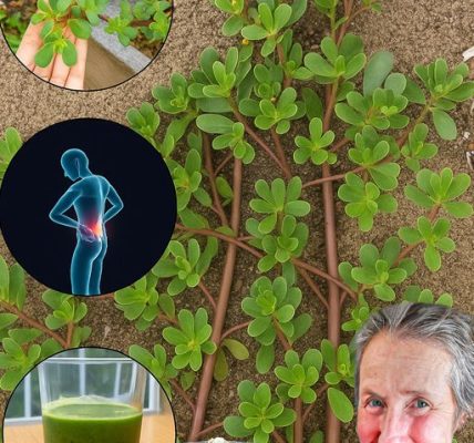 🌿 Purslane Unveiled: The Overlooked Superfood That’s About to Revolutionize Your Health 🌿 Purslane Unveiled: The Overlooked Superfood That’s About to Revolutionize Your Health