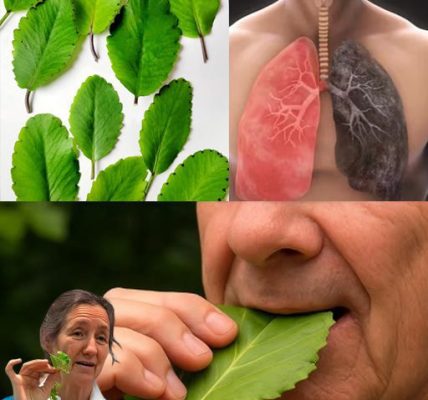 Discover the Miracle Leaf: 20 Astonishing Health Benefits of Kalanchoe Pinnata You Need to Know Discover the Miracle Leaf: 20 Astonishing Health Benefits of Kalanchoe Pinnata You Need to Know