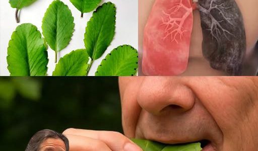 Discover the Miracle Leaf: 20 Astonishing Health Benefits of Kalanchoe Pinnata You Need to Know Discover the Miracle Leaf: 20 Astonishing Health Benefits of Kalanchoe Pinnata You Need to Know