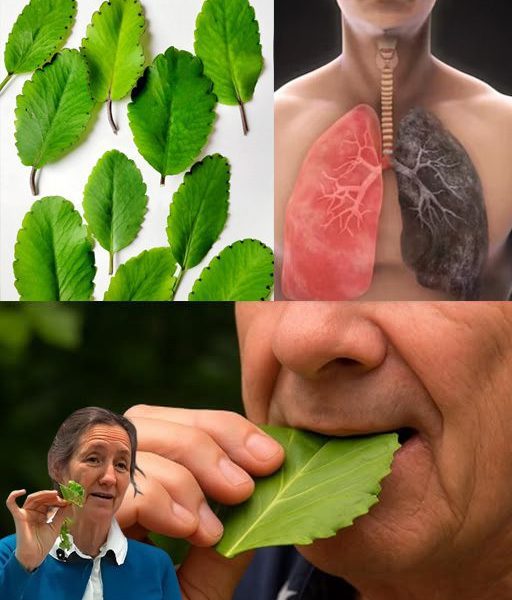 Discover the Miracle Leaf: 20 Astonishing Health Benefits of Kalanchoe Pinnata You Need to Know Discover the Miracle Leaf: 20 Astonishing Health Benefits of Kalanchoe Pinnata You Need to Know