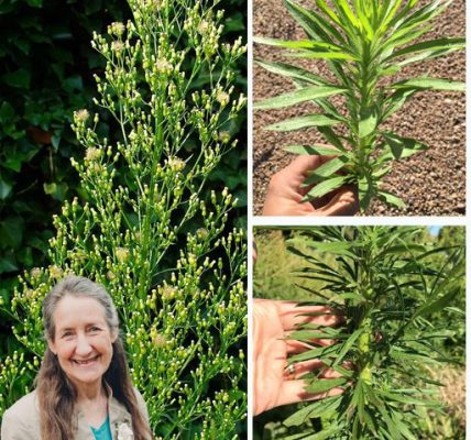🌿 Horseweed Unraveled: 20 Astonishing Benefits of Nature’s Hidden Healer You NEED to Know! 🌿 Horseweed Unraveled: 20 Astonishing Benefits of Nature’s Hidden Healer You NEED to Know!