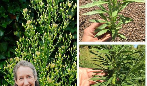🌿 Horseweed Unraveled: 20 Astonishing Benefits of Nature’s Hidden Healer You NEED to Know! 🌿 Horseweed Unraveled: 20 Astonishing Benefits of Nature’s Hidden Healer You NEED to Know!