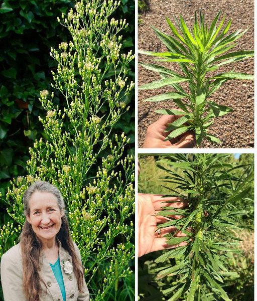 đż Horseweed Unraveled: 20 Astonishing Benefits of Natureâs Hidden Healer You NEED to Know! đż Horseweed Unraveled: 20 Astonishing Benefits of Natureâs Hidden Healer You NEED to Know!