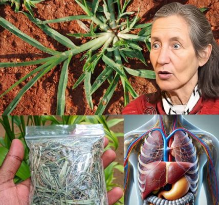 Unveiling the Hidden Power of Goosegrass: Nature’s Secret Superfood or Silent Health Threat? Unveiling the Hidden Power of Goosegrass: Nature’s Secret Superfood or Silent Health Threat?