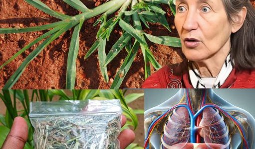 Unveiling the Hidden Power of Goosegrass: Nature’s Secret Superfood or Silent Health Threat?