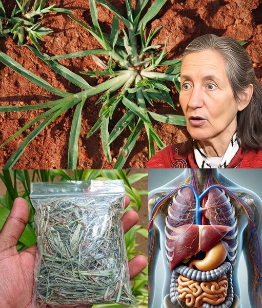 Unveiling the Hidden Power of Goosegrass: Nature’s Secret Superfood or Silent Health Threat? Unveiling the Hidden Power of Goosegrass: Nature’s Secret Superfood or Silent Health Threat?