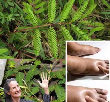 🌿 Discover Mimosa: The Astonishing Plant Revolutionizing Your Health! 🌿 Discover Mimosa: The Astonishing Plant Revolutionizing Your Health!