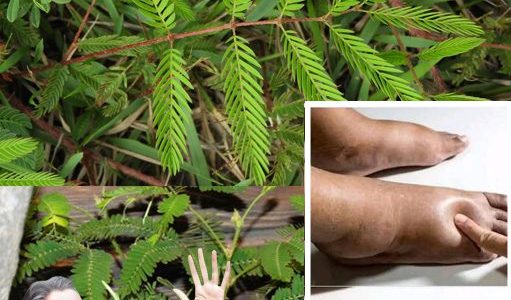 🌿 Discover Mimosa: The Astonishing Plant Revolutionizing Your Health! 🌿 Discover Mimosa: The Astonishing Plant Revolutionizing Your Health!