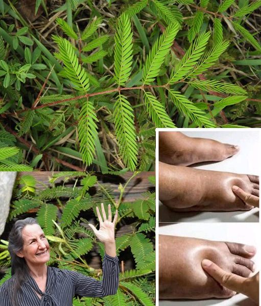 🌿 Discover Mimosa: The Astonishing Plant Revolutionizing Your Health! 🌿 Discover Mimosa: The Astonishing Plant Revolutionizing Your Health!