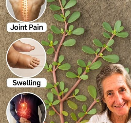 š± Unlocking the Hidden Power of Purslane: The Weed That Could Heal Your Body! š± Unlocking the Hidden Power of Purslane: The Weed That Could Heal Your Body!
