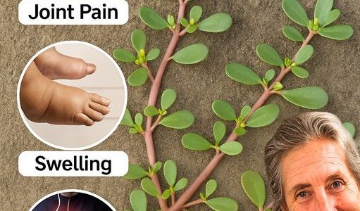 🌱 Unlocking the Hidden Power of Purslane: The Weed That Could Heal Your Body! 🌱 Unlocking the Hidden Power of Purslane: The Weed That Could Heal Your Body!