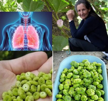 🌸 Discover the Hidden Wonders of Malva Neglecta: A Weed with a Wild Secret! 🌸 Discover the Hidden Wonders of Malva Neglecta: A Weed with a Wild Secret!