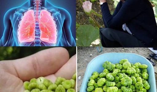 🌸 Discover the Hidden Wonders of Malva Neglecta: A Weed with a Wild Secret!