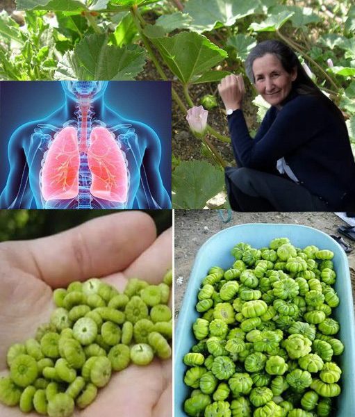 đ¸ Discover the Hidden Wonders of Malva Neglecta: A Weed with a Wild Secret! đ¸ Discover the Hidden Wonders of Malva Neglecta: A Weed with a Wild Secret!