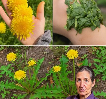 🌼 Exposing the Jaw-Dropping Truth About Dandelions: Nature’s Quiet Champion or Secret Menace? 🌼 Exposing the Jaw-Dropping Truth About Dandelions: Nature’s Quiet Champion or Secret Menace?