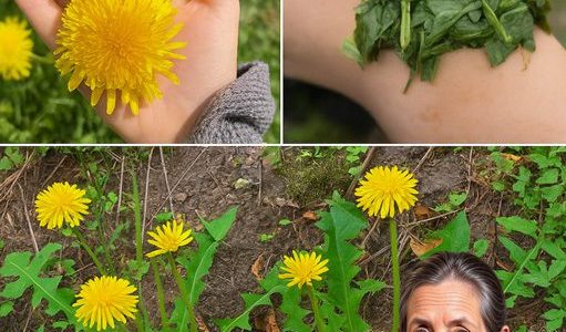 🌼 Exposing the Jaw-Dropping Truth About Dandelions: Nature’s Quiet Champion or Secret Menace? 🌼 Exposing the Jaw-Dropping Truth About Dandelions: Nature’s Quiet Champion or Secret Menace?