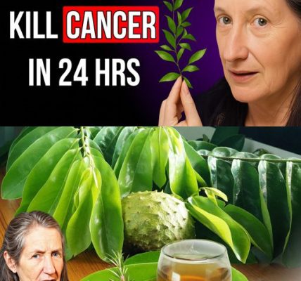 🌿 Can One Leaf Really Kill Cancer in 24 Hours? The Shocking Truth About Soursop Unveiled! 🌿 Can One Leaf Really Kill Cancer in 24 Hours? The Shocking Truth About Soursop Unveiled!