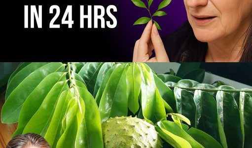 🌿 Can One Leaf Really Kill Cancer in 24 Hours? The Shocking Truth About Soursop Unveiled! 🌿 Can One Leaf Really Kill Cancer in 24 Hours? The Shocking Truth About Soursop Unveiled!