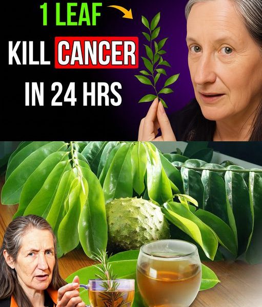 🌿 Can One Leaf Really Kill Cancer in 24 Hours? The Shocking Truth About Soursop Unveiled!