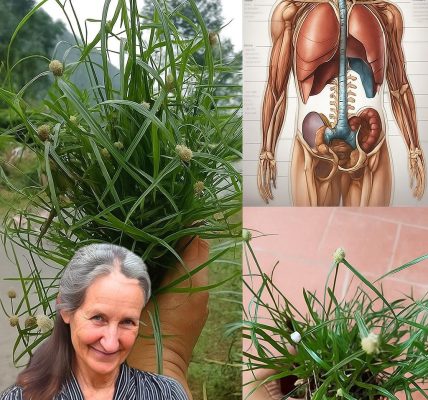 This Forgotten Wild Plant Could Be the Key to Full-Body Detox & Hormonal Balance 🌿💪 This Forgotten Wild Plant Could Be the Key to Full-Body Detox & Hormonal Balance 🌿💪
