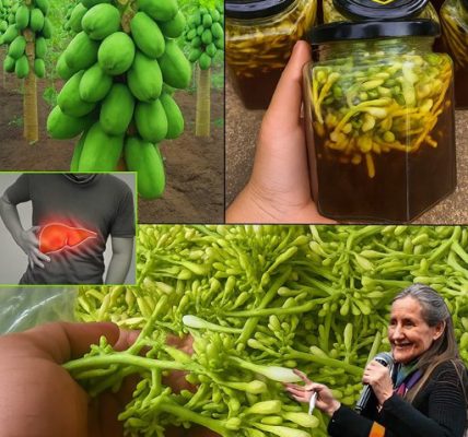 Unlock the Secret Power of Papaya Flowers Soaked in Honey: A Miracle Remedy You’ll Wish You Knew Sooner! Unlock the Secret Power of Papaya Flowers Soaked in Honey: A Miracle Remedy You’ll Wish You Knew Sooner!