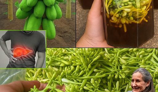 Unlock the Secret Power of Papaya Flowers Soaked in Honey: A Miracle Remedy You’ll Wish You Knew Sooner! Unlock the Secret Power of Papaya Flowers Soaked in Honey: A Miracle Remedy You’ll Wish You Knew Sooner!